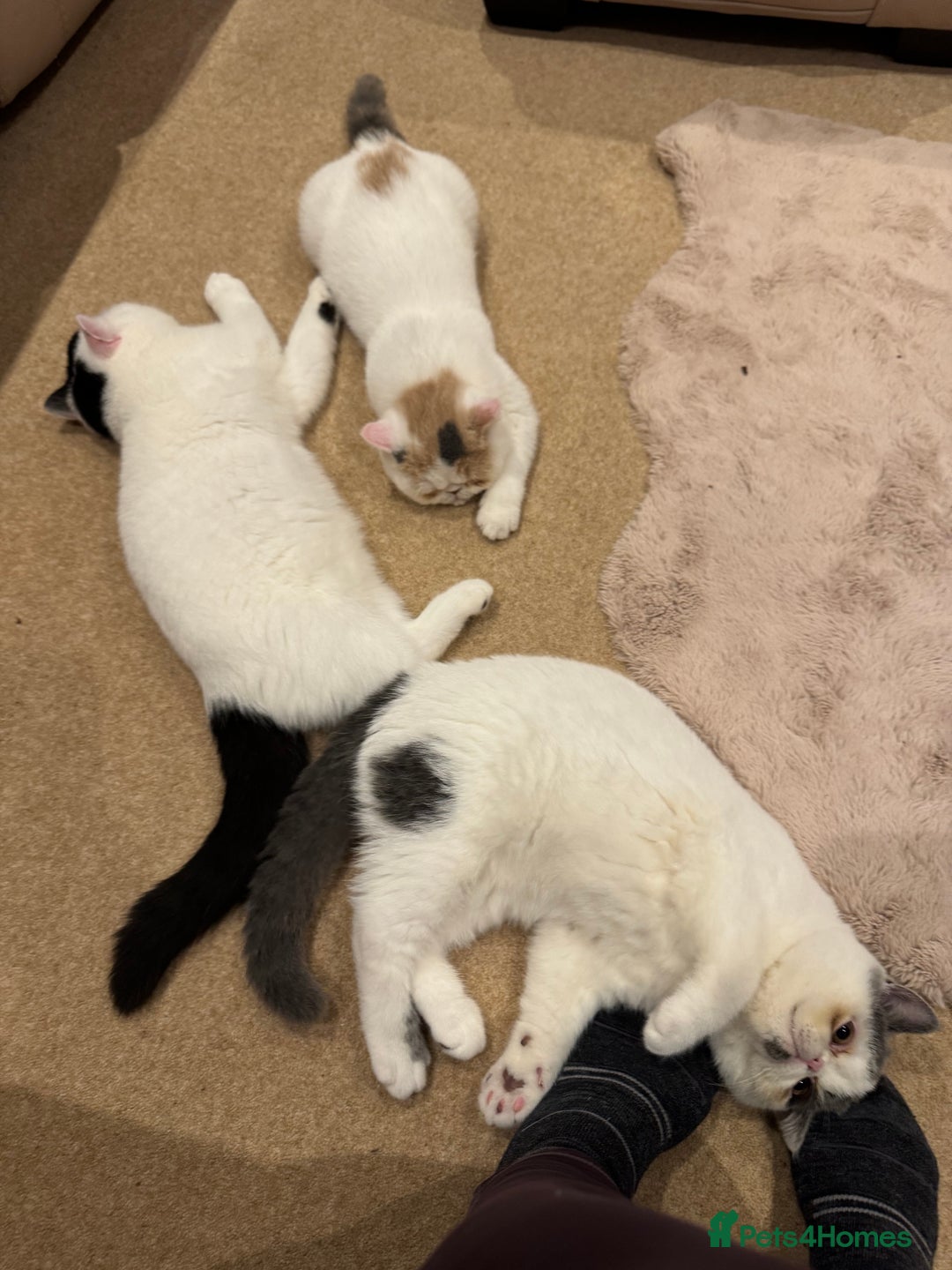 Exotic cats for sale: Outstanding quality exotic kittens  Champion lines - Advert 1