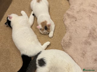 Exotic cats Outstanding quality exotic kittens Champion lines - Advert 5