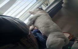 American Bully dogs for sale: Luna asap rehoming - Image 1