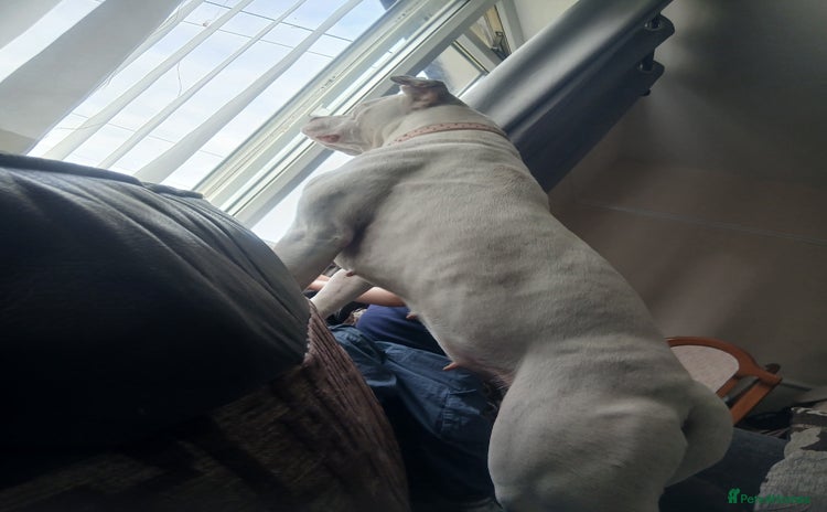 American Bully dogs - Advert 1