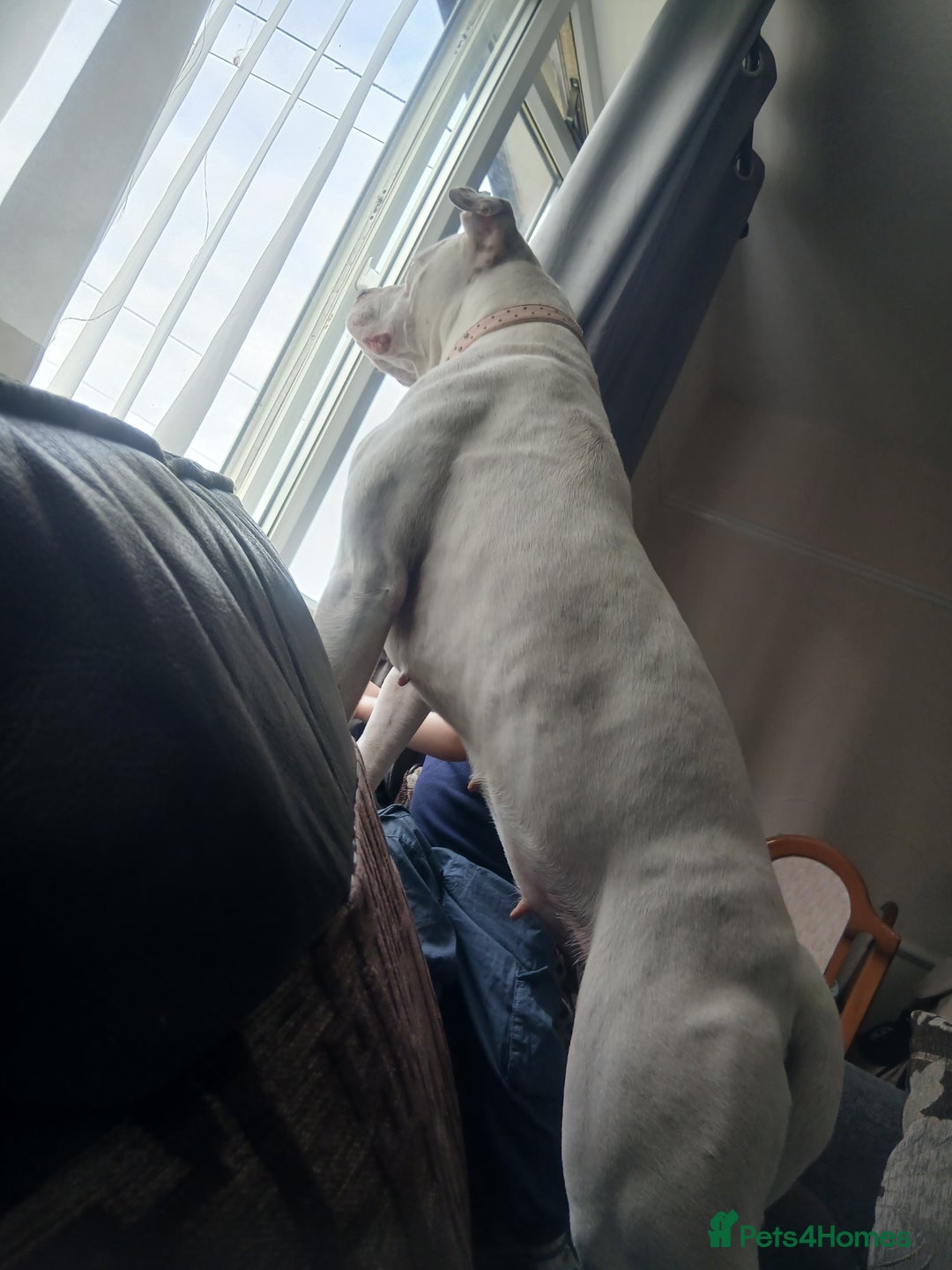 American Bully dogs for sale: Luna asap rehoming - Image 1