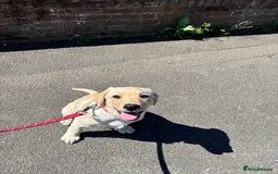 Labrador Retriever dogs for sale: Male- Labrador puppy for sale  - Image 4