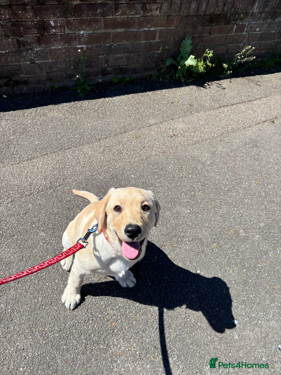 Labrador Retriever dogs for sale: Male- Labrador puppy for sale  - Image 4