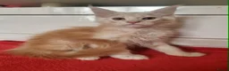Maine Coon cats for sale: Beautiful Maine Coon Kittens  - Advert 6