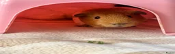 Guinea Pig rodents for sale: MALE older  guinea pig “biscuit”  in Birmingham - Advert 3