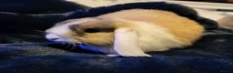 Mini Lop rabbits for sale: Adorable Mini Lops - Advert 5