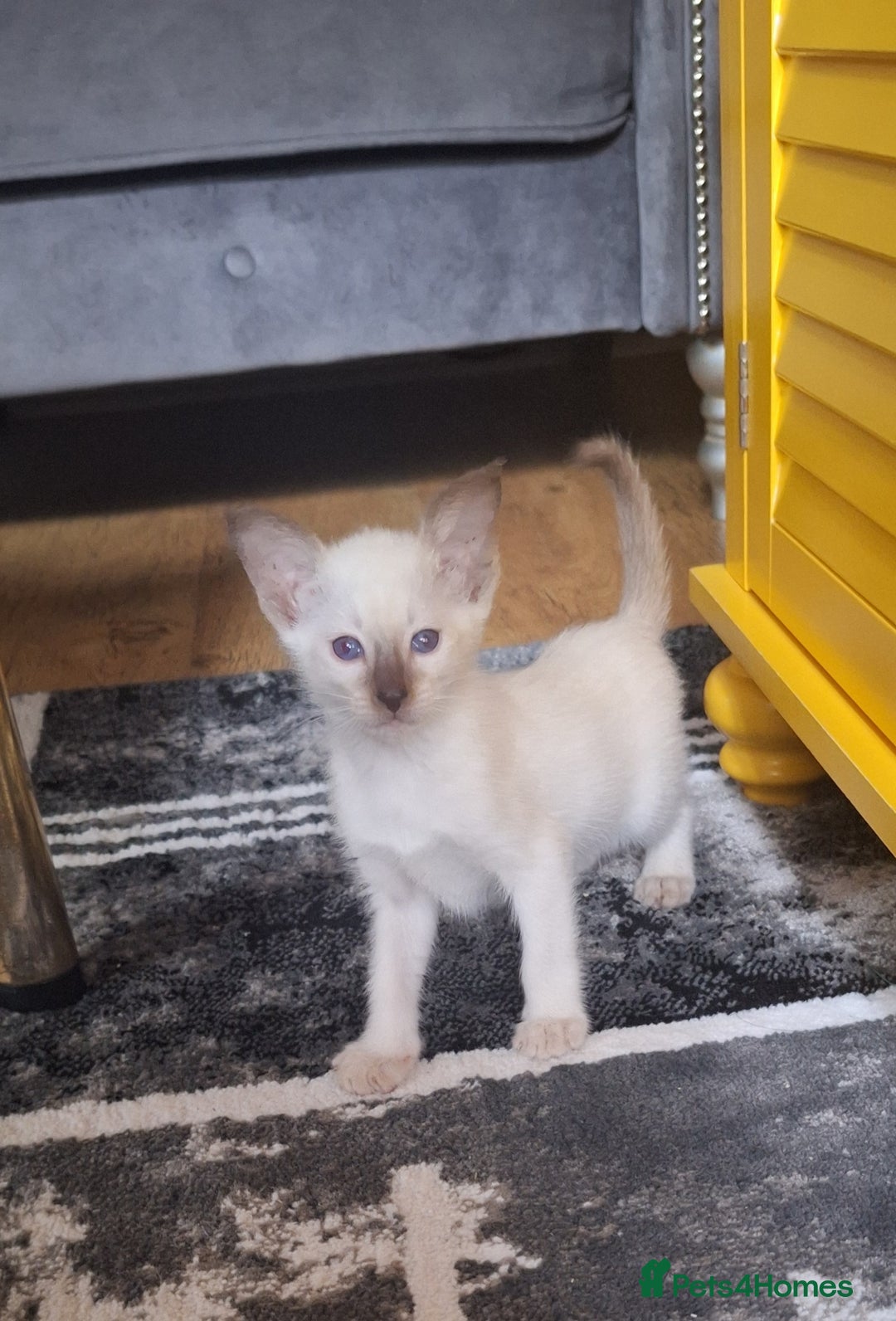 Siamese cats for sale: Beautiful chocolate and Lilac point Siamese boys - Image 6