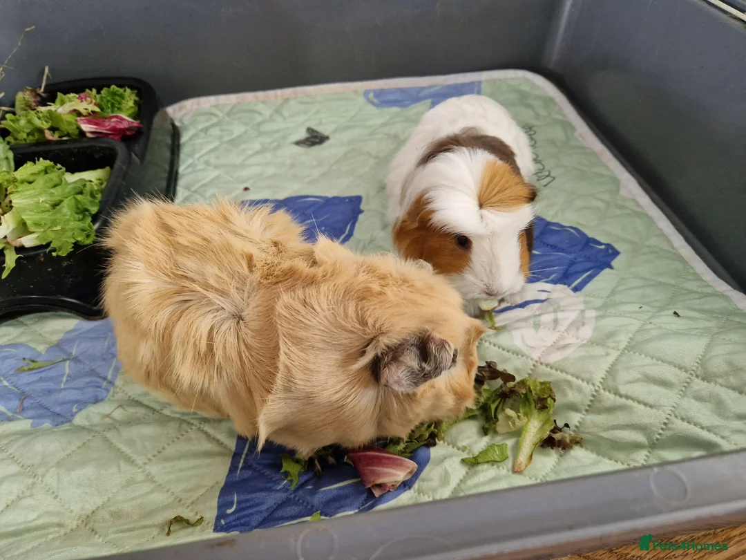 Guinea Pig rodents for sale: 2 x Female guinea pigs with cages, food etc  - Advert 5