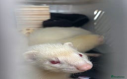 Ferret rodents for sale: 2 boy ferrets  - Image 1
