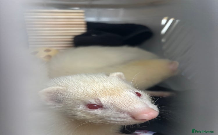 Ferret rodents - Advert 2