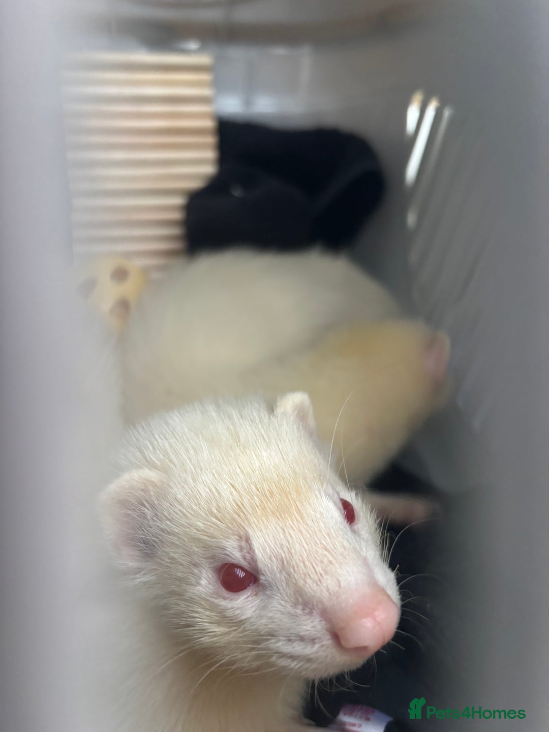 Ferret rodents for sale: 2 boy ferrets  - Image 1