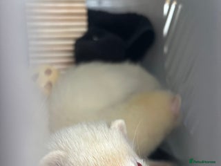 Ferret rodents - Advert 1