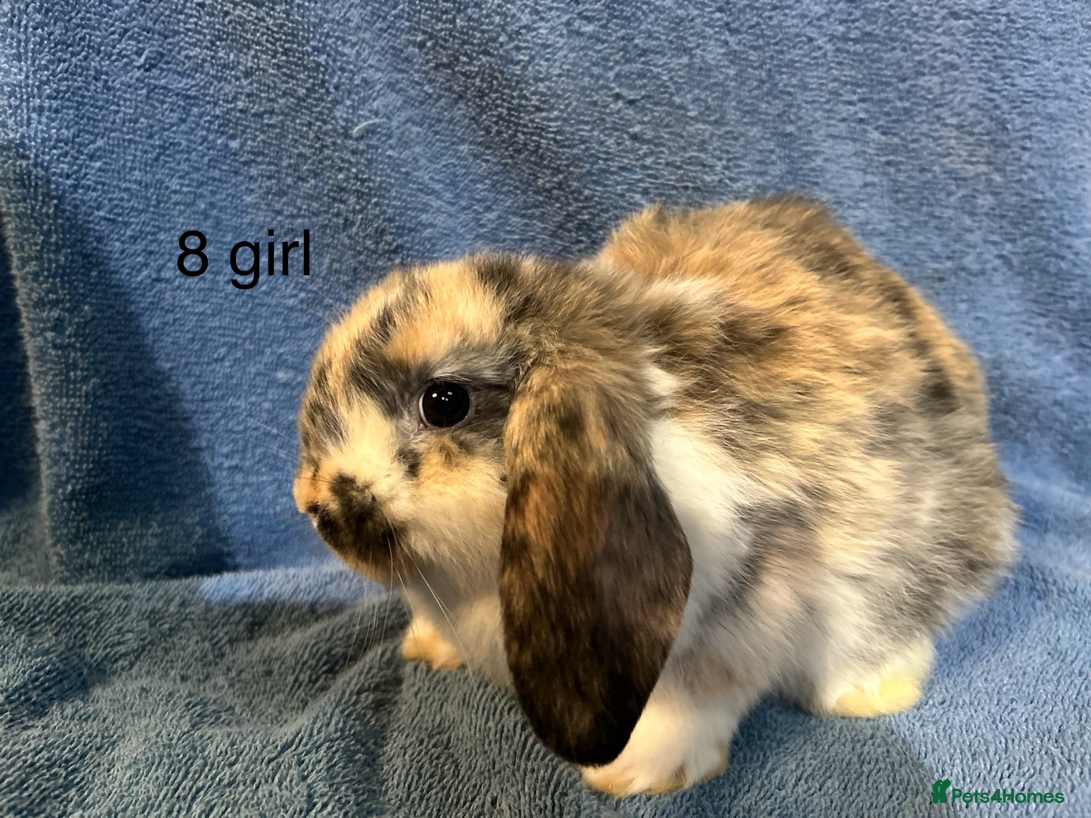 Dwarf Lop rabbits Mini x dwarf baby lop rabbits  - Advert 1
