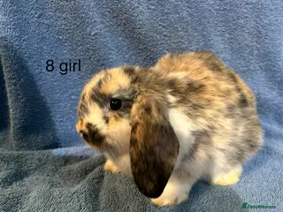 Dwarf Lop rabbits Mini x dwarf baby lop rabbits - Advert 2