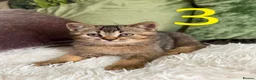 Scottish Fold cats for sale: 5 kittens  - Advert 8
