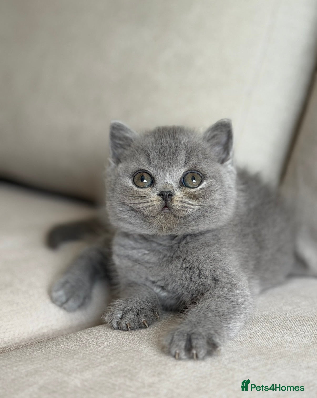 British Shorthair cats for sale: ✨ GCCF BEAUTIFUL KITTENS ✨ - Advert 21