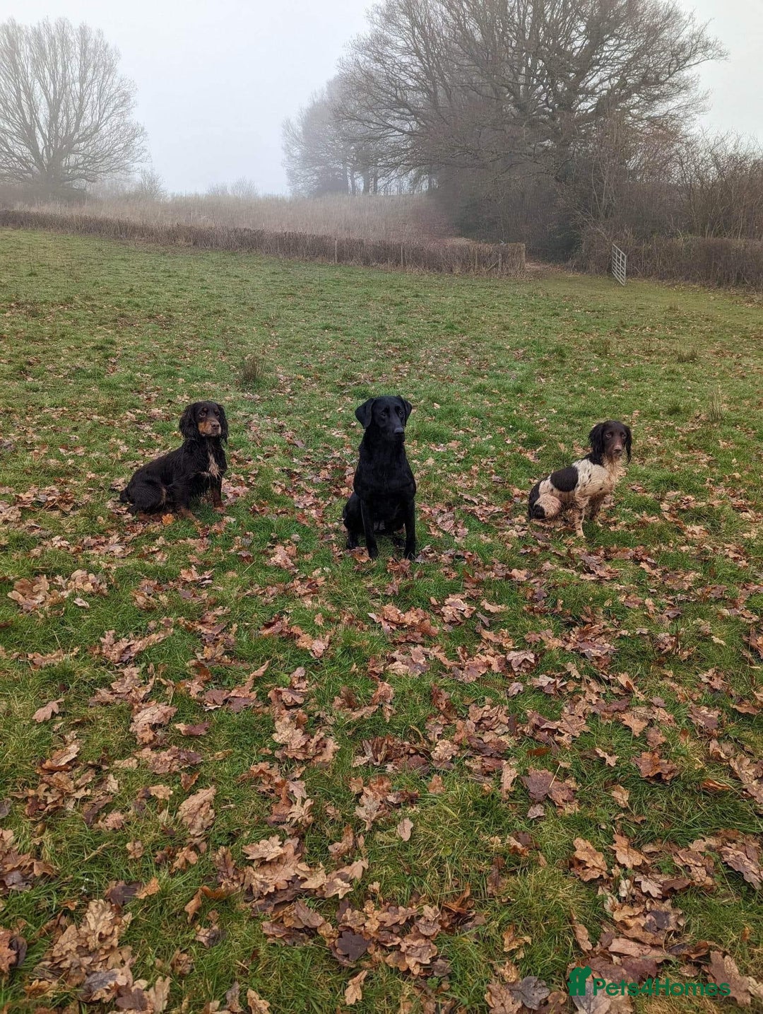 Labrador Retriever dogs for sale: KC Working Labrador Bitch - Advert 10