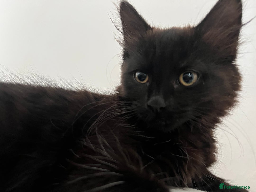 British Longhair cats for sale: Longhair Kitten 🐈‍⬛ 🖤!!(REDUCED BY £100) - Image 5