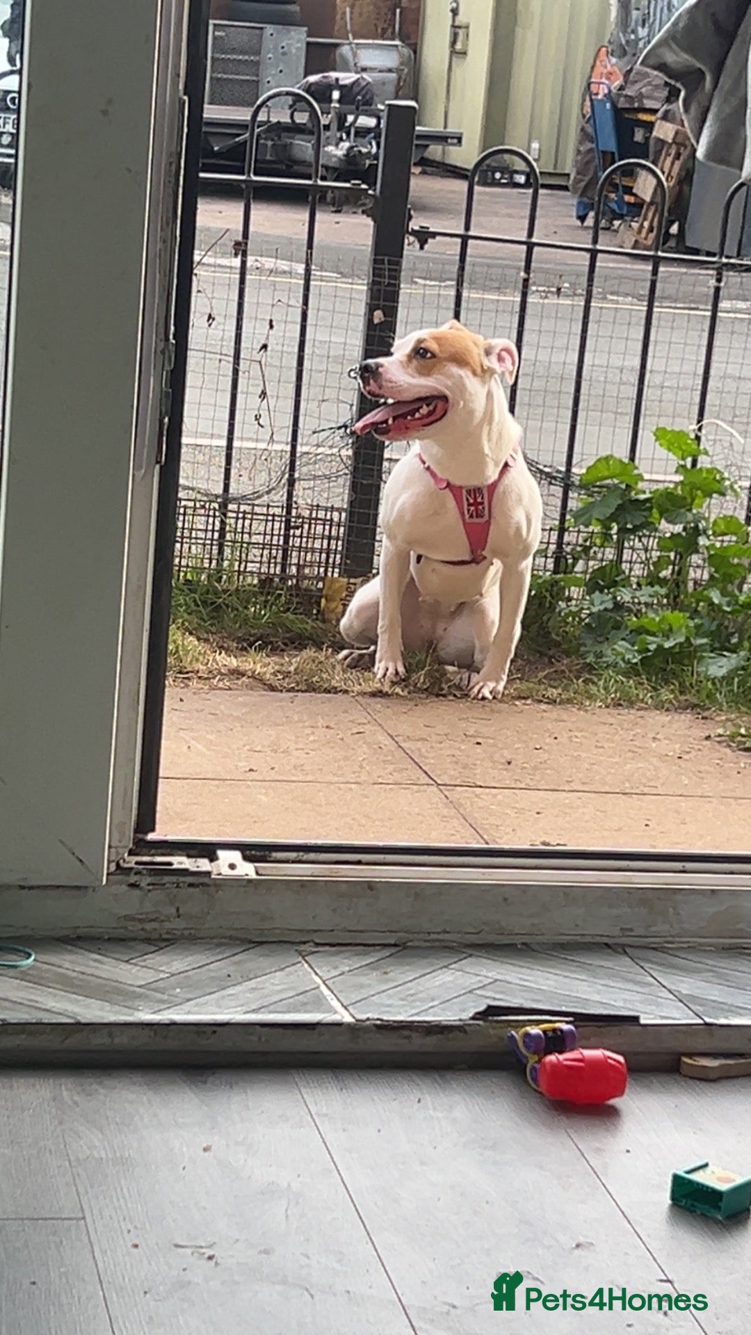 Mixed Breed dogs for sale: Staffordshire bull terrier and bull mastif cross  - Advert 9