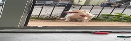 Mixed Breed dogs for sale: Staffordshire bull terrier and bull mastif cross  in Tipton - Advert 1