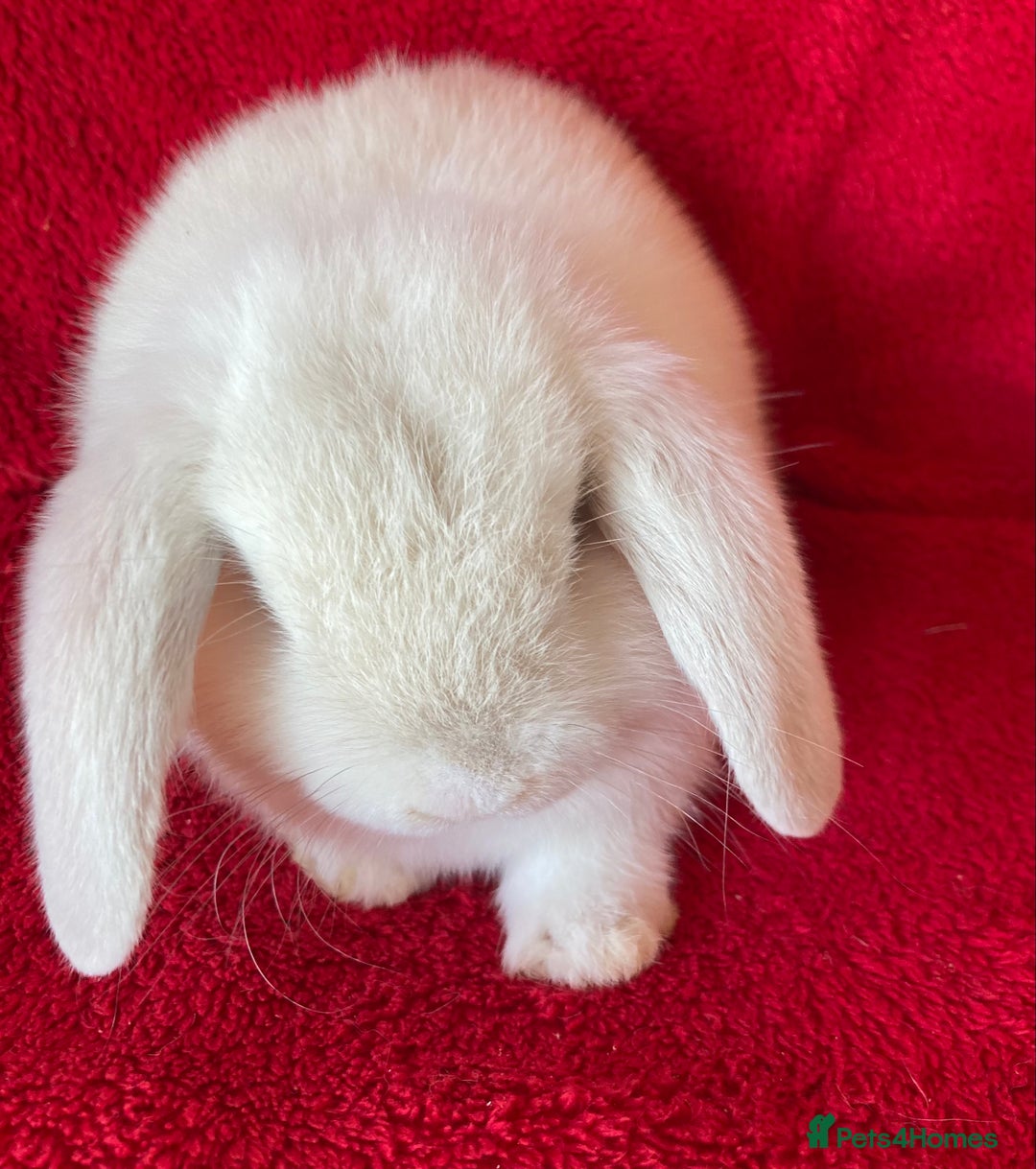 Mini Lop rabbits for sale: Adorable Pure Mini Lop Rabbits  - Image 2