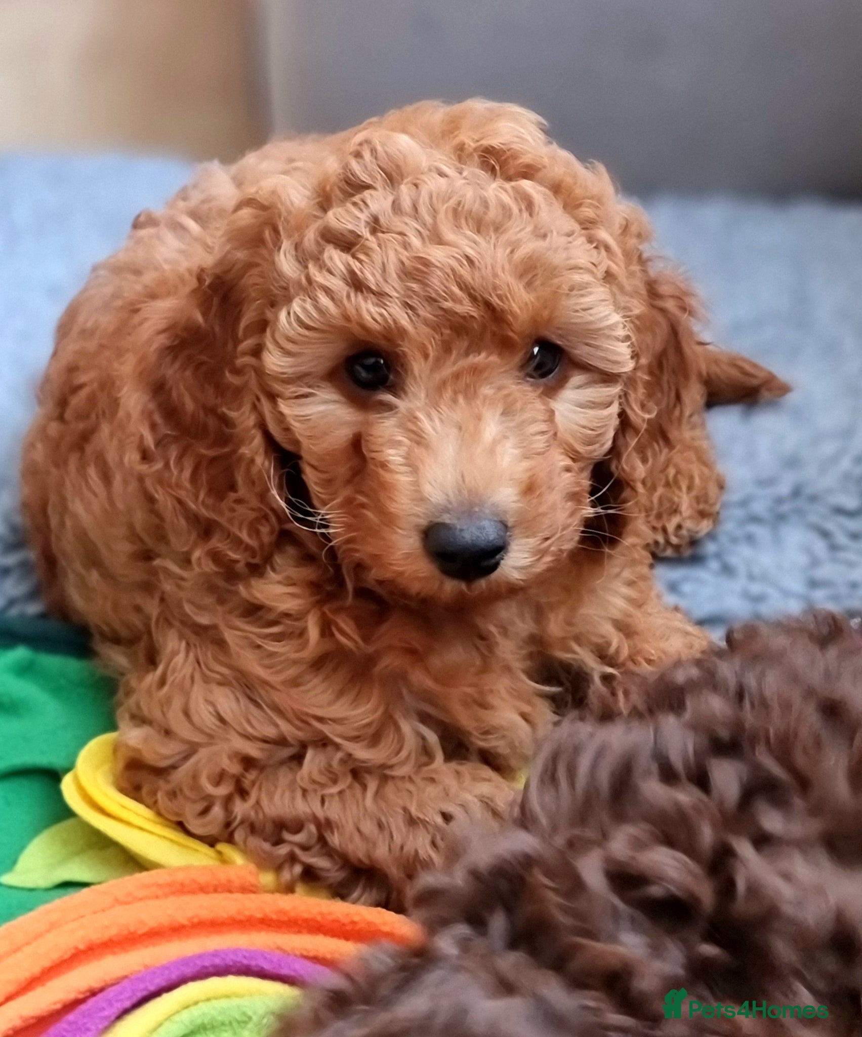Miniature Poodle dogs Exceptional KC Miniature Poodles - Advert 5