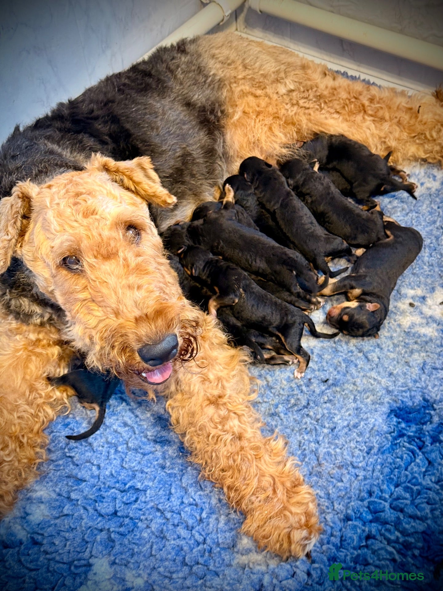 Airedale Terrier dogs ADORABLE KC REGISTERED AIREDALE PUPS - Advert 2