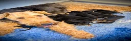 Airedale Terrier dogs for sale: ADORABLE KC REGISTERED AIREDALE PUPS - Advert 3