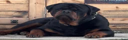Rottweiler dogs for stud: KANG (King Kang) - Advert 3