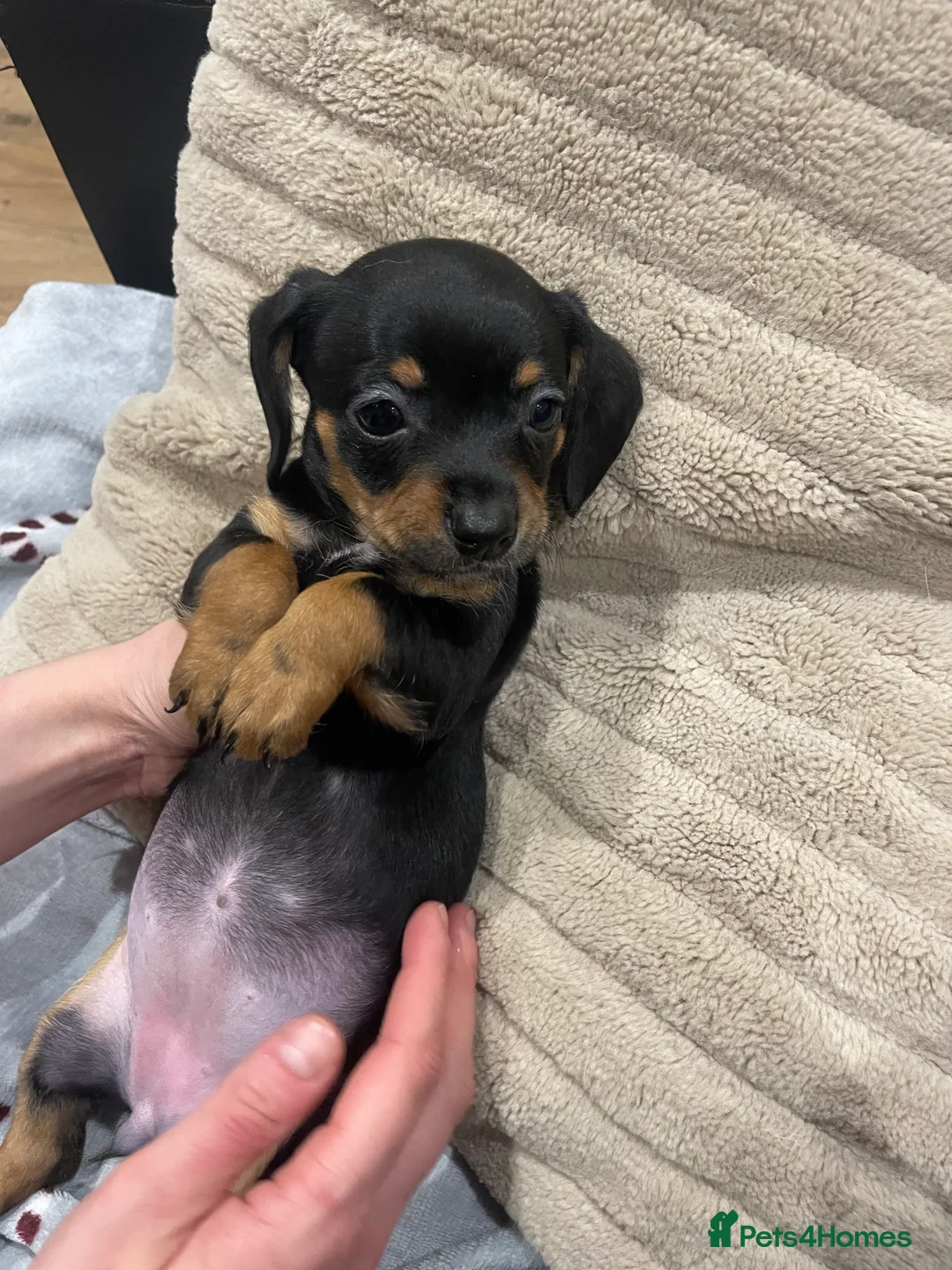 Chiweenie dogs for sale: Chiweenie puppies for sale - Advert 9