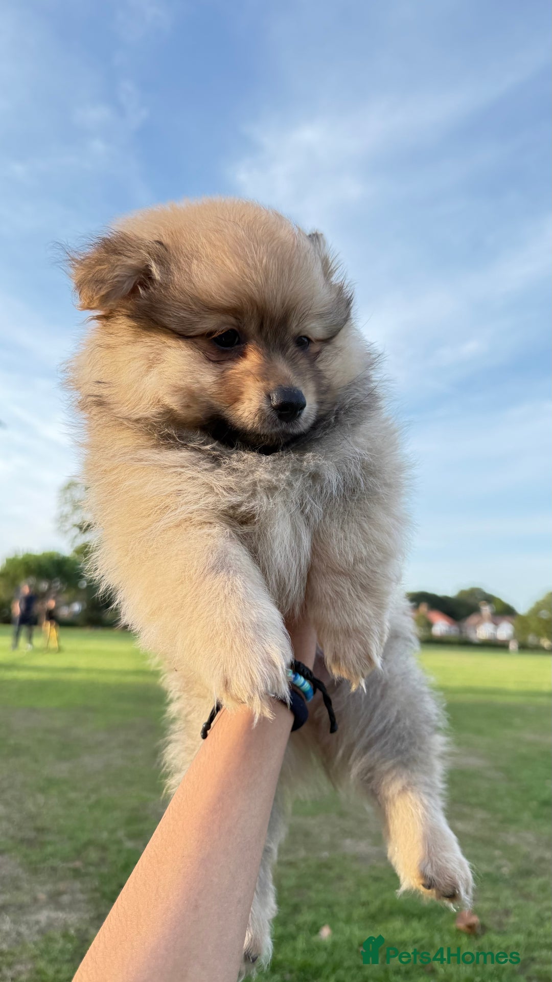 Pomeranian dogs for sale: Pomeranian fluffy Boys  - Image 5