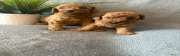 Toy Poodle dogs for sale: Beautiful Toy Poodle Puppies - Advert 5
