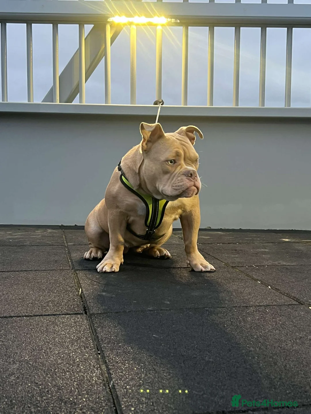 American Bully dogs for sale: Micro bully for rehoming - Advert 2