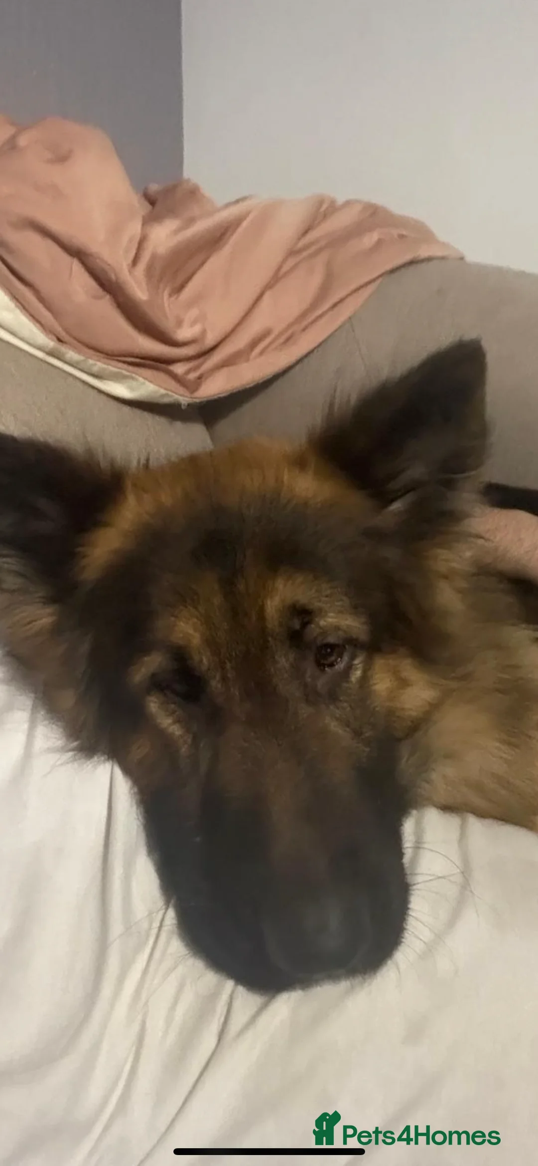 German Shepherd dogs for stud: 5th Generation German Shepherd STUD  - Advert 7