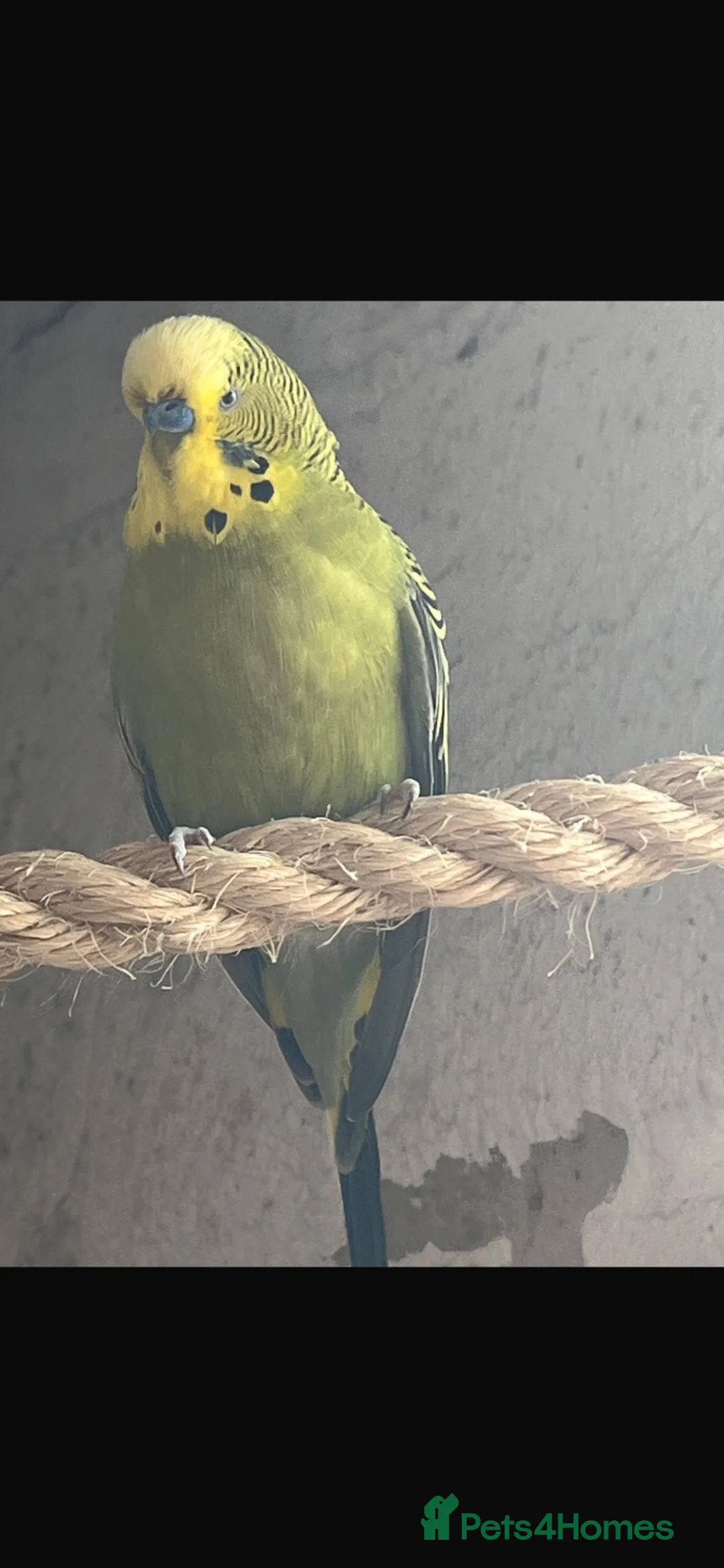 Budgerigars birds for sale: Three male budgies  in Reading - Advert 2