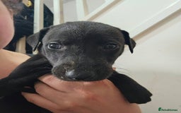 Lurcher dogs for sale: Lurcher puppies  - Advert 19