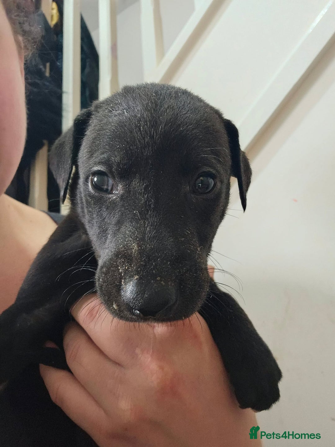 Lurcher dogs for sale: Lurcher puppies  - Advert 19