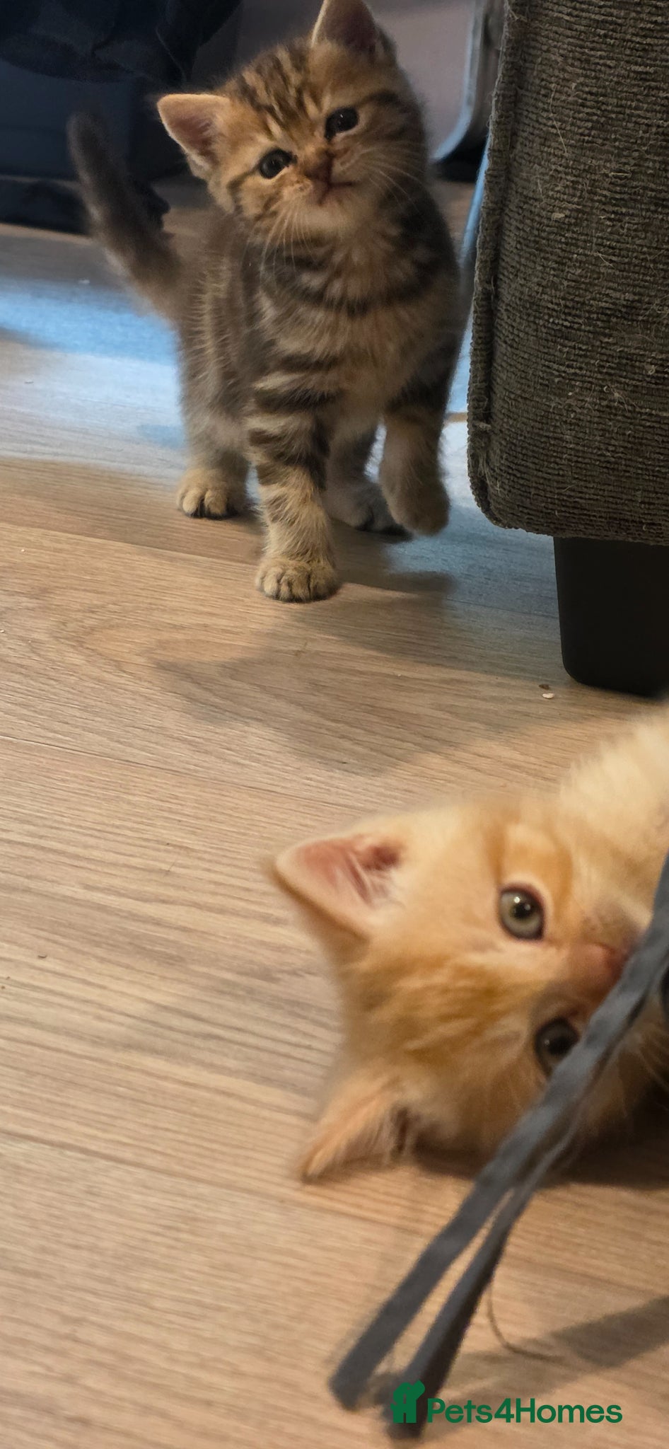 Scottish Fold cats Scottish Fold/straight READY 9TH JUNE - Advert 17