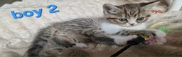 Exotic cats for sale: 4 beautiful exotic x kittens  - Advert 8