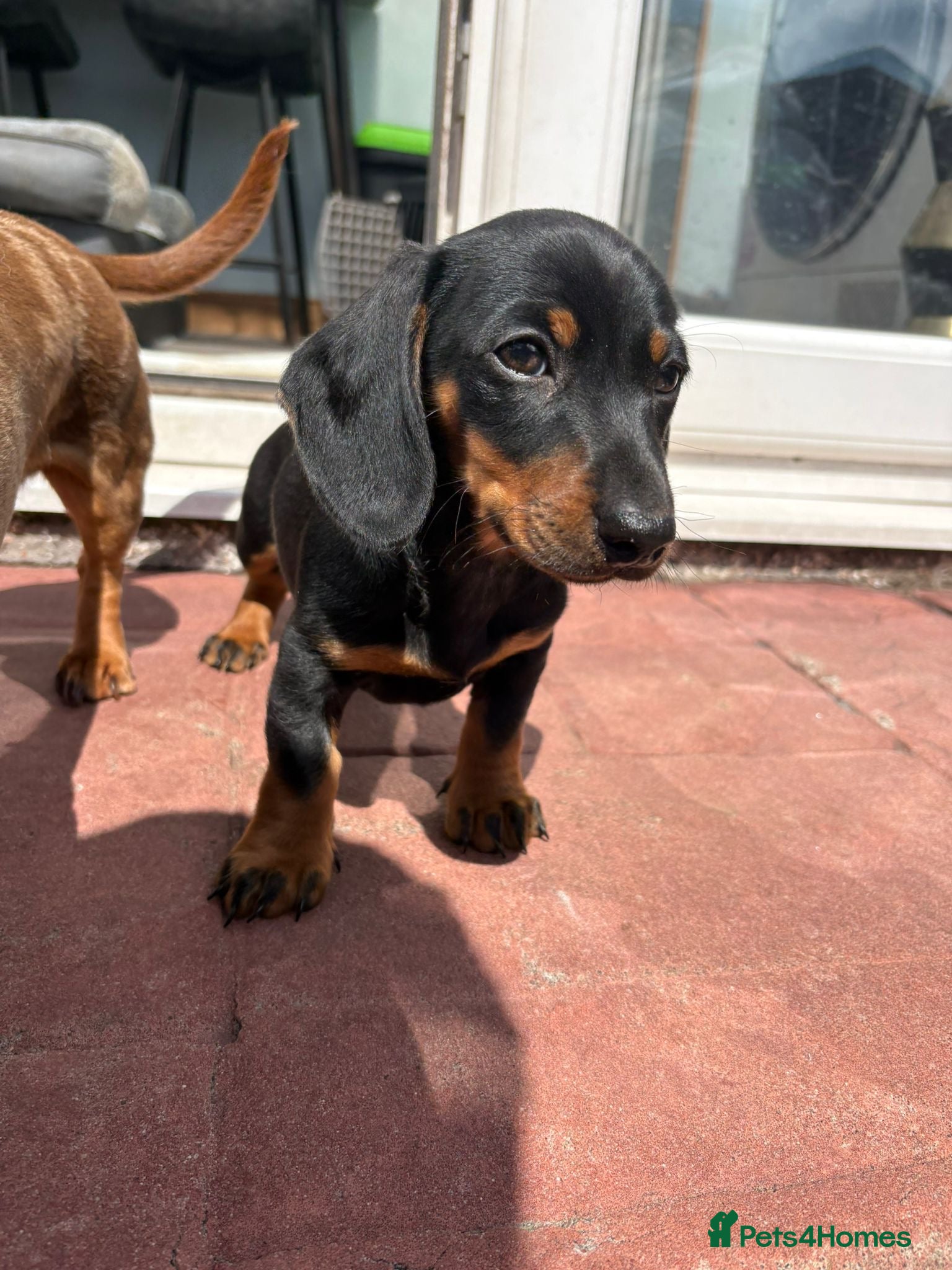 Miniature Dachshund dogs Dachshund miniature pup - Advert 5