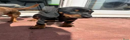 Miniature Dachshund dogs for sale: Dachshund miniature pup - Advert 5