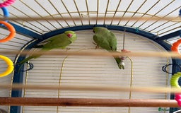 Parrots birds for sale: Male and Female parrots for Sale - Image 4
