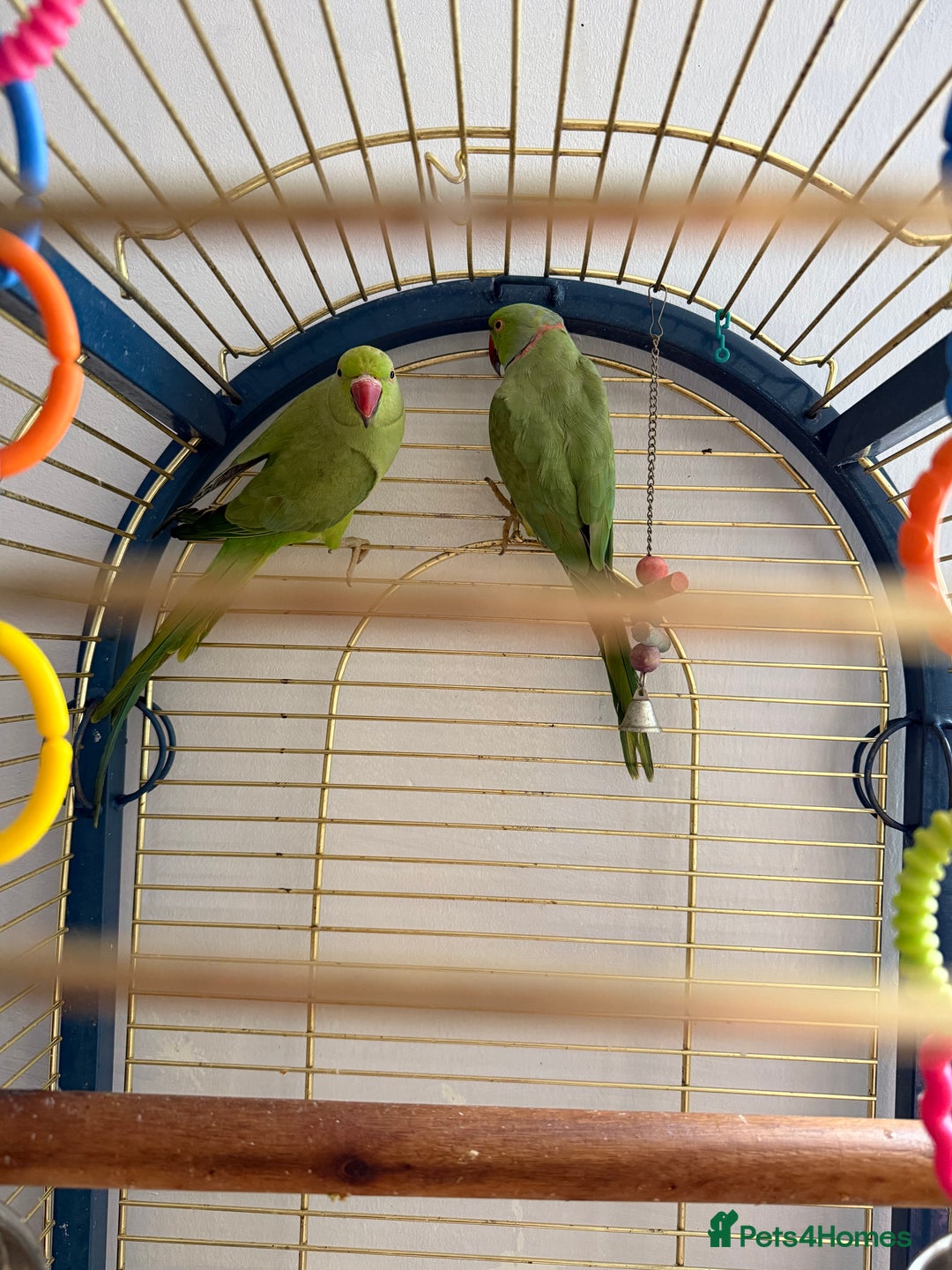 Parrots birds for sale: Male and Female parrots for Sale - Image 4