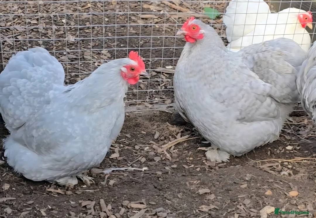 Chickens poultry for sale: Lavender Pekin Bantam hatching eggs  - Advert 3