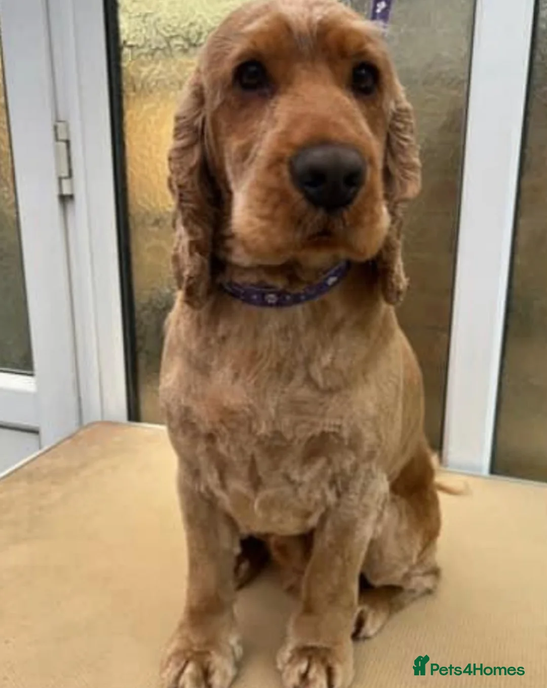 Cocker Spaniel dogs for stud: Show cocker Stud only in Lincoln - Advert 3