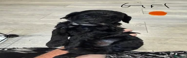 Cockapoo 8