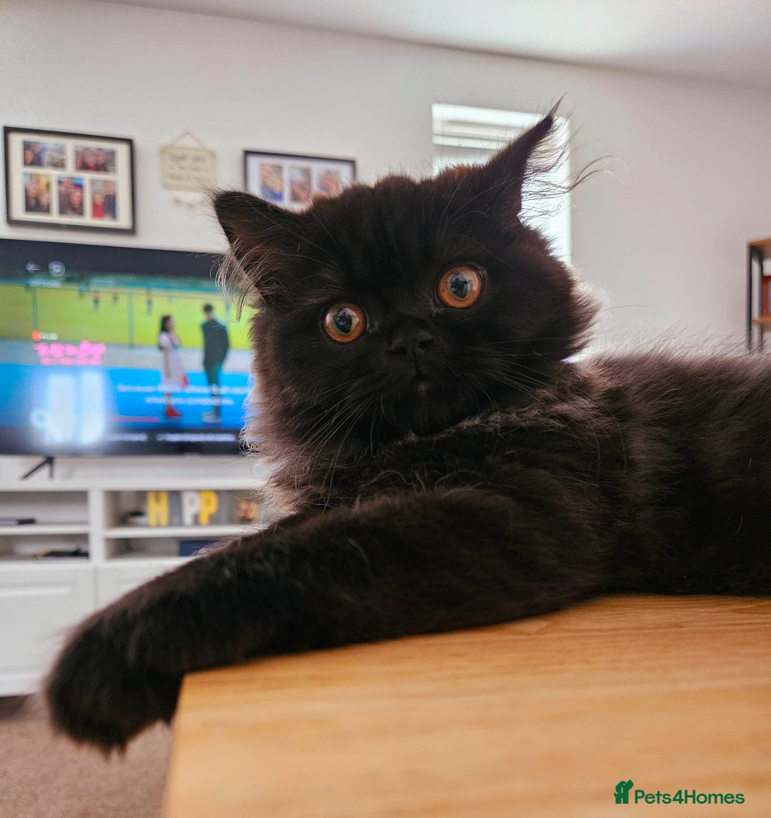 Persian cats for sale: Stunning Persian Boy - Image 23