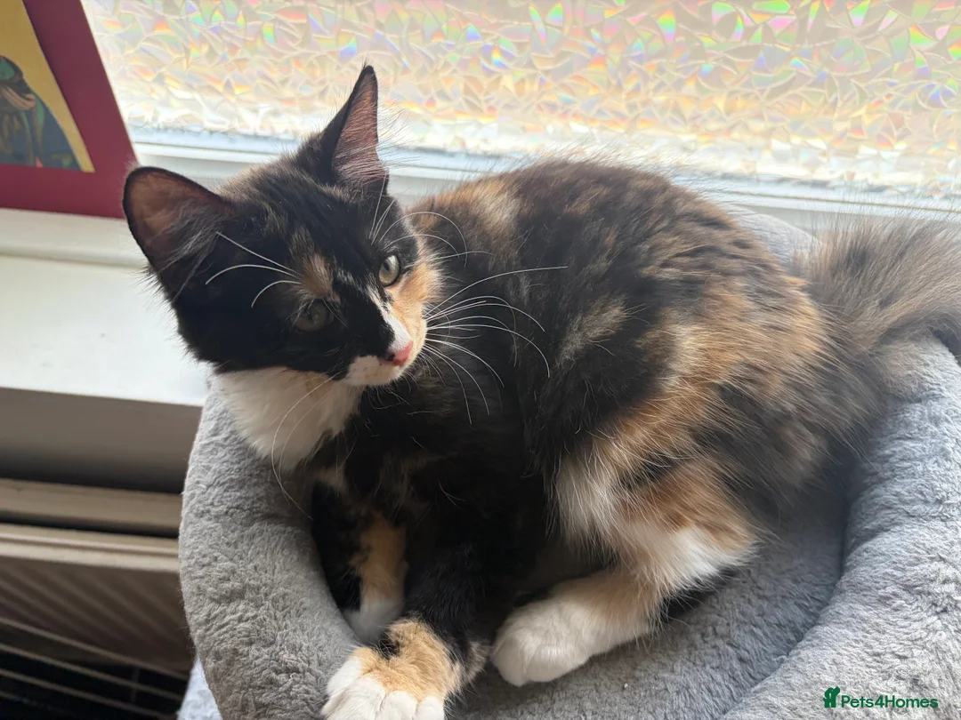 Mixed Breed cats for sale: Three beautiful female kittens! - Advert 2