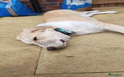 Mixed Breed dogs for sale: 💛🐾 Lovely Lisa 🐾💛 - Image 11