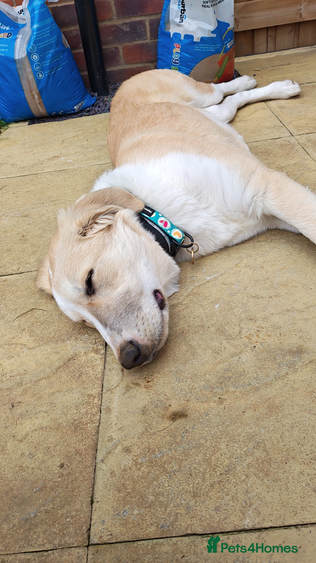 Mixed Breed dogs for sale: 💛🐾 Lovely Lisa 🐾💛 - Image 11